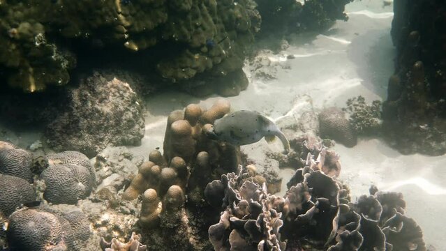 Underwater video of Blackspotted puffer hiding among coral reefs in Andaman Sea. Tropical sea fish on snorkeling or dive on island. Marine life of Thailand
