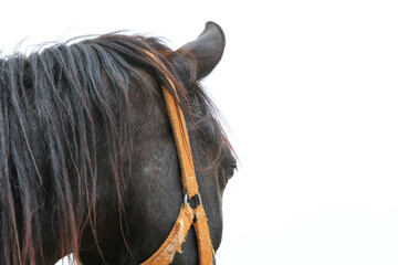 Different Angle of Black Horse. Text Area With Sky. Black Horse in Corner of Photo. Selective Focus