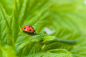 Lucky Charm Lady Bug On Green Leaf