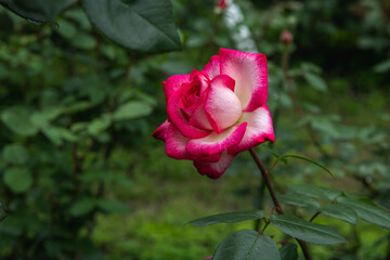 薔薇の花　聖火