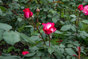 薔薇の花　聖火