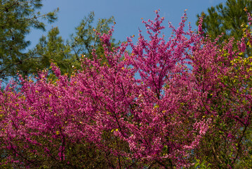 Obraz premium CAMLI, MUGLA, TURKEY: Beautiful bright pink flowers on bushes on a sunny day