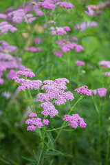 Summerflowers In A Country Garden