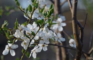 flower of an appletree