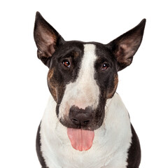 Bull Terrier portrait sticking tongue out. Cheeky. Funny	