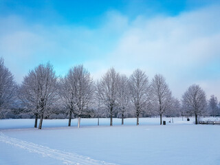 Fototapeta premium Snowy park with a tree-lined path and blue sky with clouds.