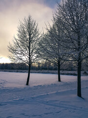 Snowy walkway and trees at afternoon in January.