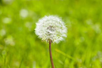 Obraz premium Dandelion seed pod on grass background. Syamyannaya head of a dandelion. Selective focus.