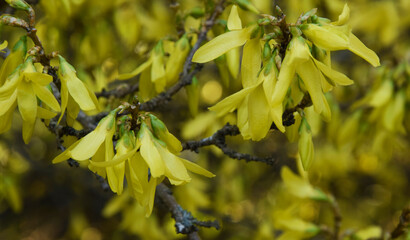 spring flower