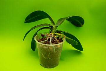 Orchid on a green background