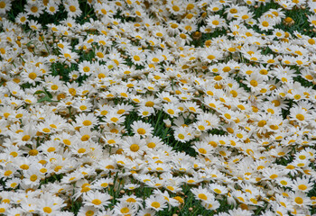 A close-up of the green meadow and lots of white daisies, season of happiness and flowers
