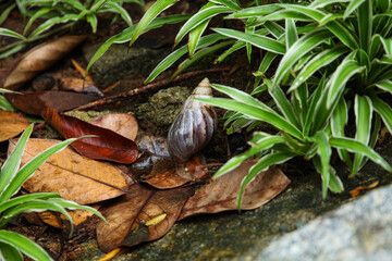 snail crawls with a shell in the grass . High quality photo