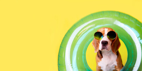 A beagle dog wearing sunglasses and an inflatable swimming circle on a yellow background. Banner. The concept of a summer holiday by the sea. Copy space. Mock up