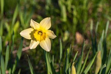 Flower yellow daffodil outdoors, blurred background