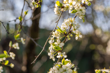 White plum flowers on a sunny day, blurred background