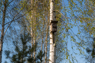 Fototapeta premium Birdhouse on a birch on a sunny day