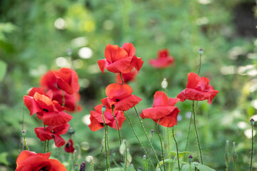 selective focus of a small group of red poppy flowers