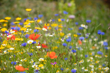 selective focus on a spring wildflower meadow - obrazy, fototapety, plakaty