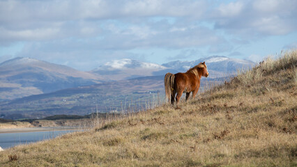 wild welsh pony on llanddwyn island anglesea north wales with snow capped mountains in the background