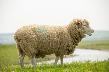 portrait of merino sheep looking over its pasture of summer green grass Devon uk England 