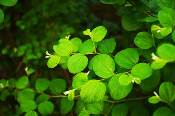 Fototapeta na wymiar portrait of bidara plant leaves
