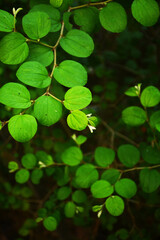 portrait of bidara plant leaves