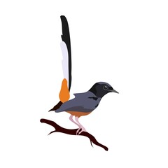 rock magpie isolated on white background