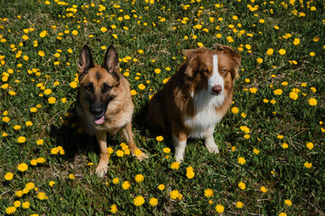 Two purebred domestic dogs among wild flowers. View from above. German and Australian Shepherd sit side by side in field of yellow dandelions on sunny spring day and pose.