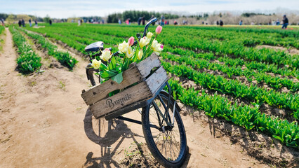 Vintage Bike at Tulip Farm