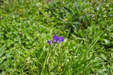 Blue echium type echium vulgare flower on madeira island