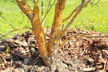 Lichen growing on a branch of a tree. Bark of a trunk with yellow fungal disease. Disease of garden...