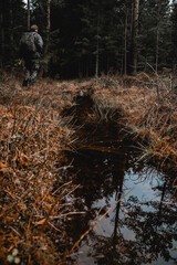 Moody forest trees in Norway