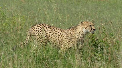 cheetah if field