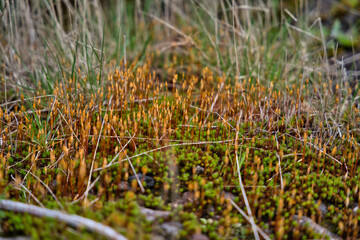 Macro photo of moss sporophytes in spring in the early morning,shallow depth of field, beautiful soft bokeh, Madeira Portugal