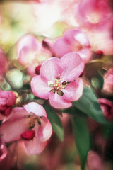 beautiful blooming pink apple tree flowers close-up on a branch on a blurred background. Spring background Flowers macro