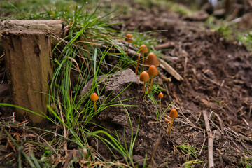 Inedible mushrooms conocybe growing among a green grass on a footpath. Shallow depth of field, Madeira Portugal