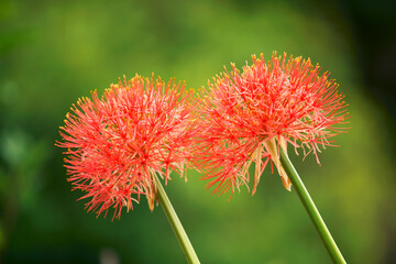 blood lily flower