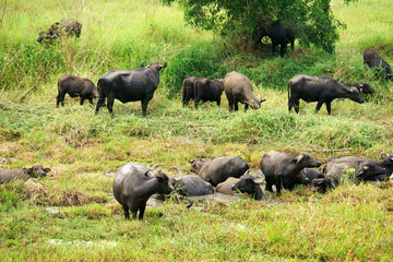 Fototapeta na wymiar water buffalo on grassland