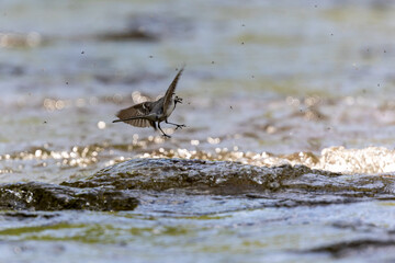 White wagtail hunting