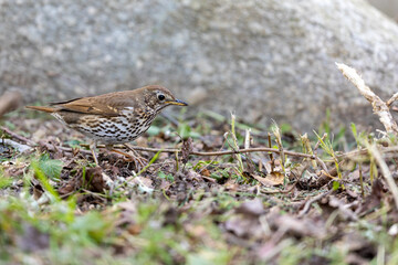Song thrush on grass