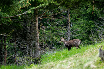 a young chamois female, rupicapra rupicapra, in the change of coat at a spring morning on the mountains