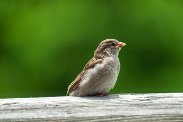 a young sparrow perched on the wood balcony