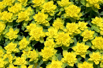 Shrub Euphorbia multiflowered. Beautiful natural background. Yellow flowers with green leaves. selective focus