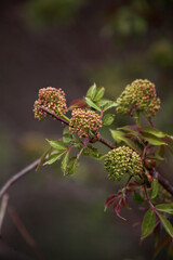 pink inflorescences of spring elder on the background of the forest