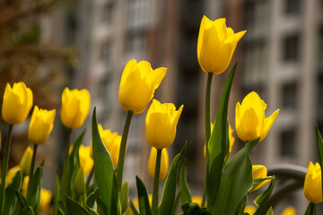 Yellow tulips in a flower bed. The tulip bud in garden. Beautiful simple spring flowers. Floral background. To grow plants. Gardening. Bush in the sun.