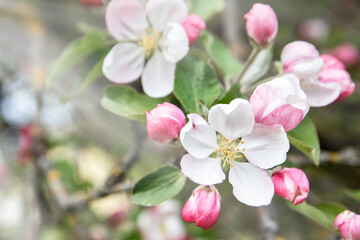 Fototapeta na wymiar Beautiful blossom of apple in white and pink color, early spring