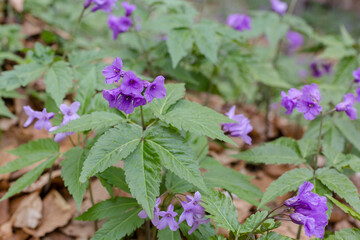 A beautiful violet flower Dentaria glandulosa or Cardamine glanduligera in the green natural background, Carpathians flora