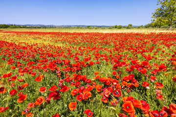 A wheat field with a red poppy
