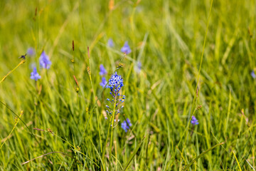 The flowers of the Scilla litardierei, the amethyst meadow squill or Dalmatian scilla
