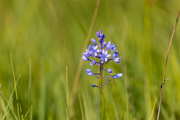 The flowers of the Scilla litardierei, the amethyst meadow squill or Dalmatian scilla - obrazy, fototapety, plakaty